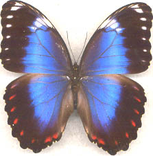Morpho achillaena violaceus abberent male (Internet Image property of respective owner, non-commercial use only)